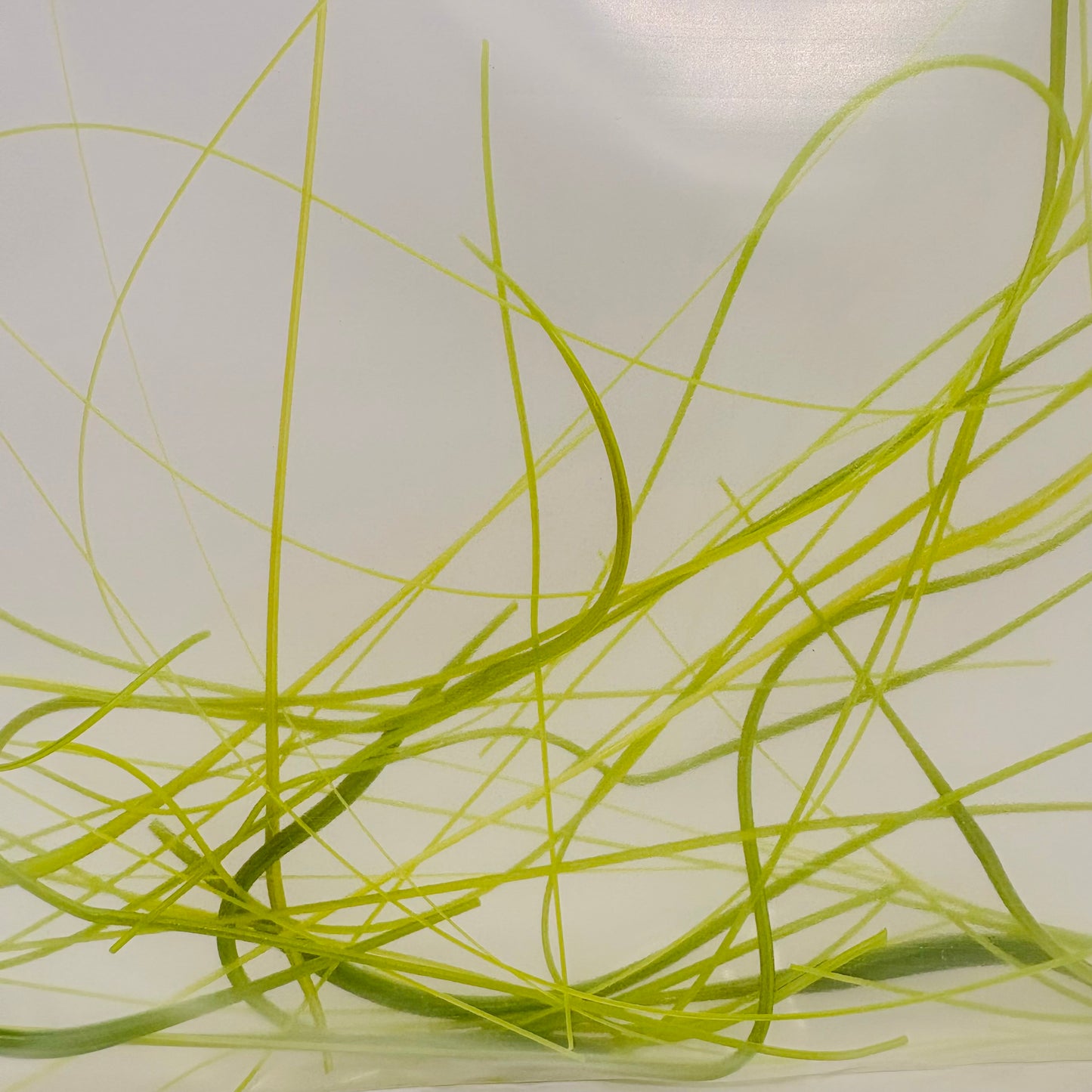 Vitrograph