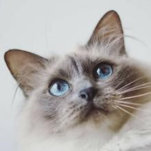 Mosaic Your Pet - Wed, Jun 10, 2026