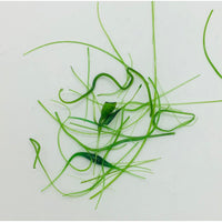 Vitrograph