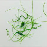 Vitrograph