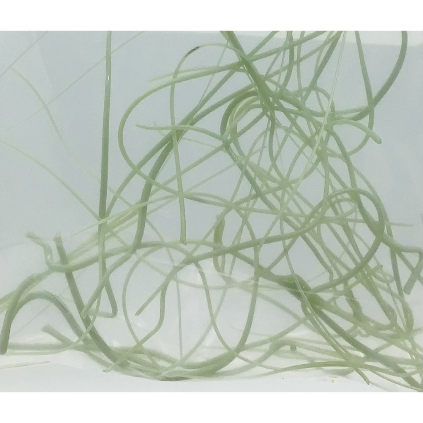 Vitrograph