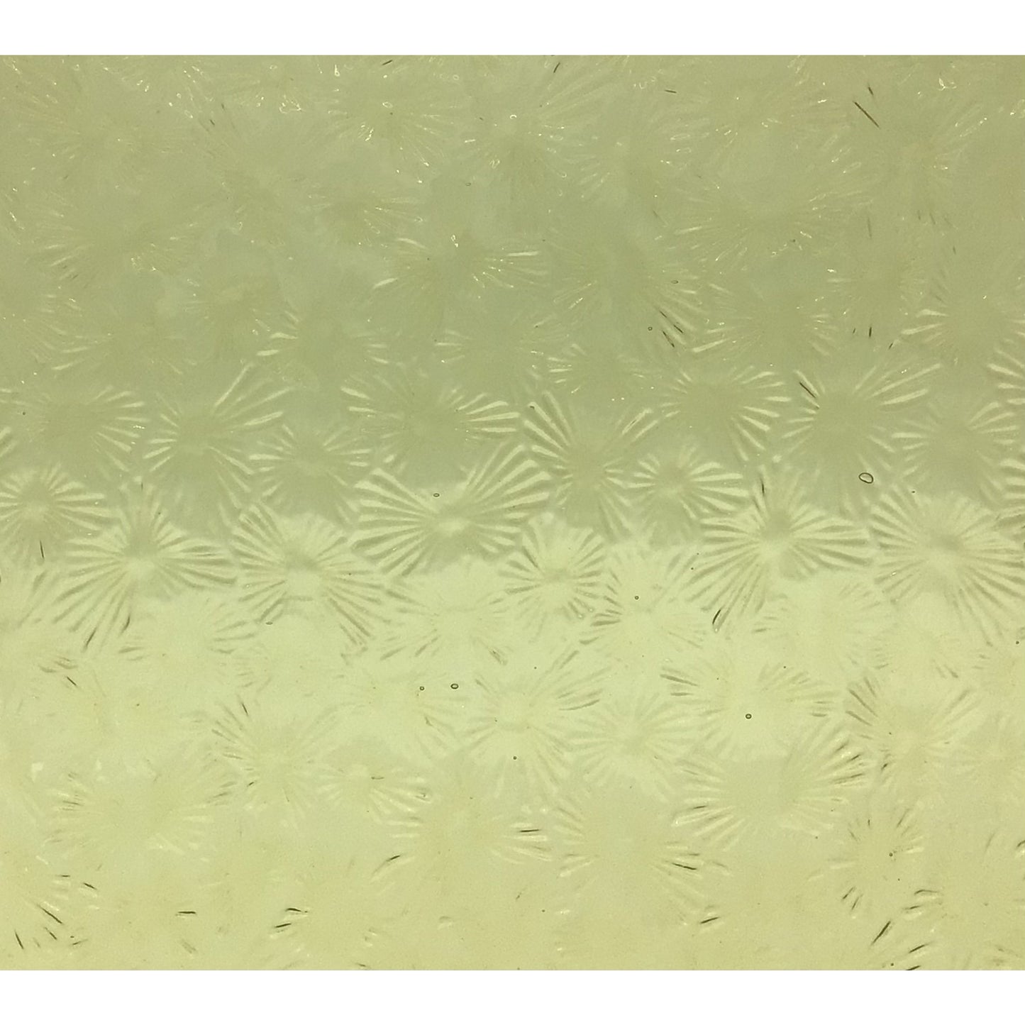 PW 0002FLOR